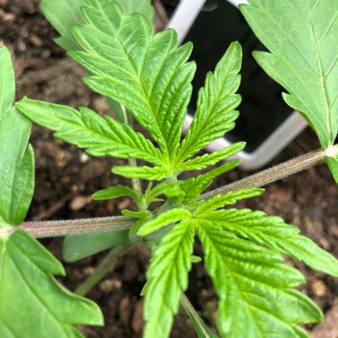 Bruce Banner auto 💪💚🌳👒🦚 growlog timeline photo