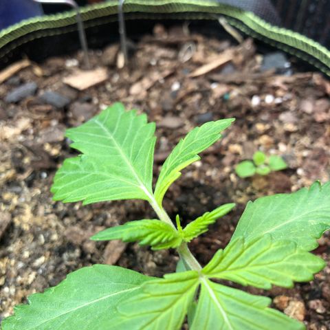 Pink kush CBD auto 🌸💞🌷🐷👙🦩 growlog timeline photo