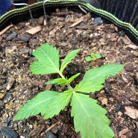 Pink kush CBD auto 🌸💞🌷🐷👙🦩 growlog timeline photo