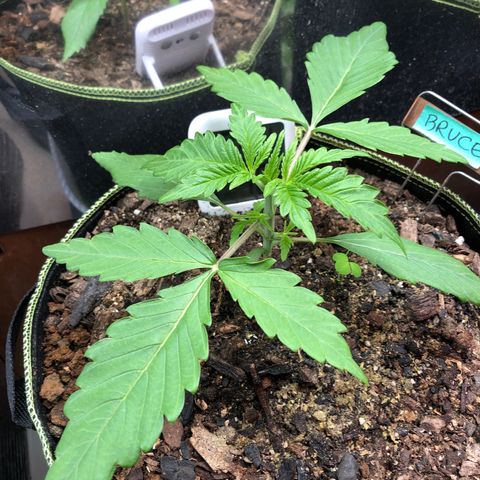 Bruce Banner auto 💪💚🌳👒🦚 growlog timeline photo