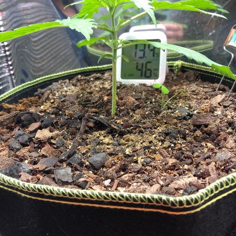 Bruce Banner auto 💪💚🌳👒🦚 growlog timeline photo