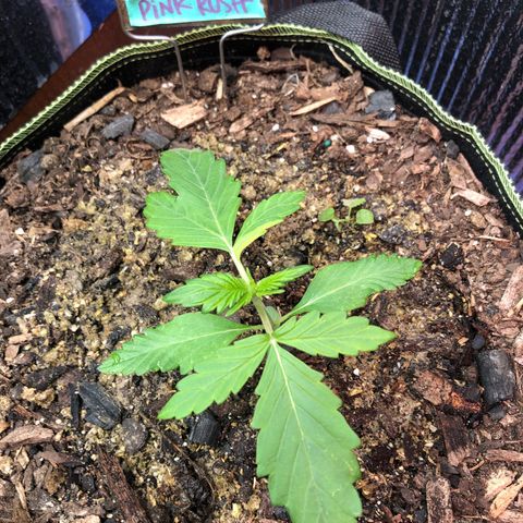 Pink kush CBD auto 🌸💞🌷🐷👙🦩 growlog timeline photo