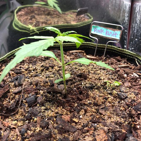 Pink kush CBD auto 🌸💞🌷🐷👙🦩 growlog timeline photo