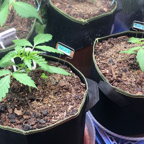 Bruce Banner auto 💪💚🌳👒🦚 growlog timeline photo