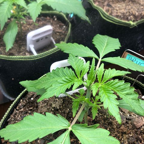 Bruce Banner auto 💪💚🌳👒🦚 growlog timeline photo
