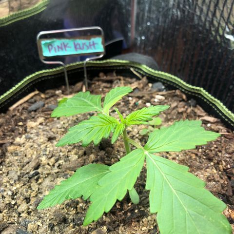 Pink kush CBD auto 🌸💞🌷🐷👙🦩 growlog timeline photo