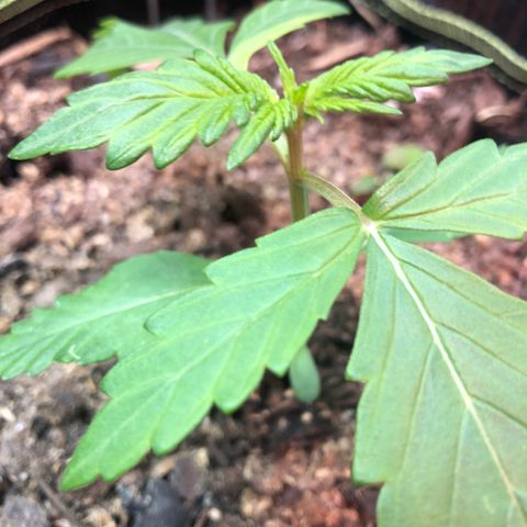 Pink kush CBD auto 🌸💞🌷🐷👙🦩 growlog timeline photo