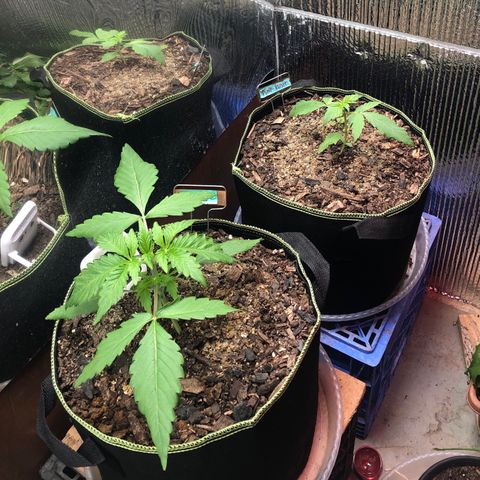 Bruce Banner auto 💪💚🌳👒🦚 growlog timeline photo
