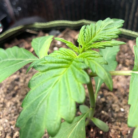 Pink kush CBD auto 🌸💞🌷🐷👙🦩 growlog timeline photo