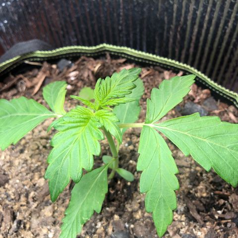 Pink kush CBD auto 🌸💞🌷🐷👙🦩 growlog timeline photo