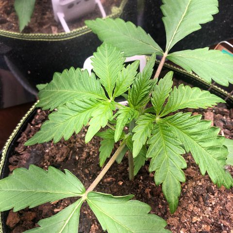 Bruce Banner auto 💪💚🌳👒🦚 growlog timeline photo