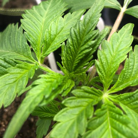Bruce Banner auto 💪💚🌳👒🦚 growlog timeline photo