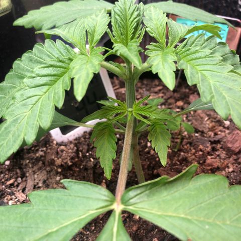 Bruce Banner auto 💪💚🌳👒🦚 growlog timeline photo
