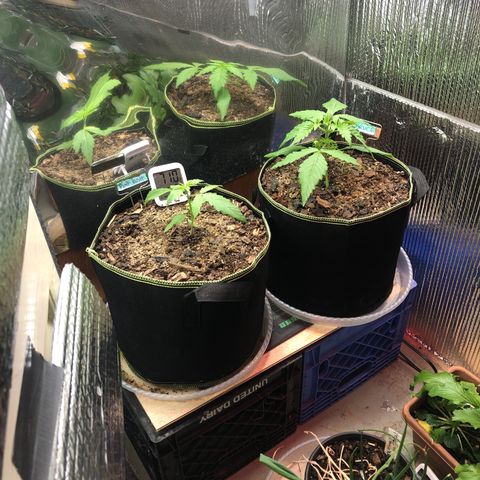 Bruce Banner auto 💪💚🌳👒🦚 growlog photo: Added heat mat, switched places