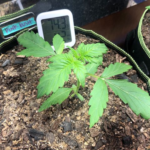 Pink kush CBD auto 🌸💞🌷🐷👙🦩 growlog timeline photo