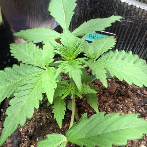 Bruce Banner auto 💪💚🌳👒🦚 growlog timeline photo