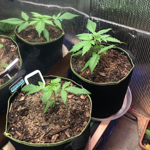 Bruce Banner auto 💪💚🌳👒🦚 growlog timeline photo