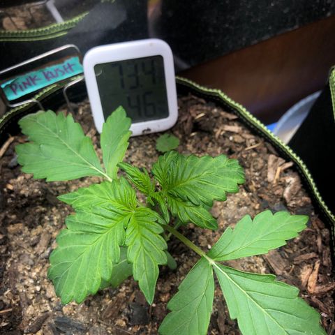 Pink kush CBD auto 🌸💞🌷🐷👙🦩 growlog timeline photo