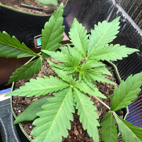 Bruce Banner auto 💪💚🌳👒🦚 growlog timeline photo