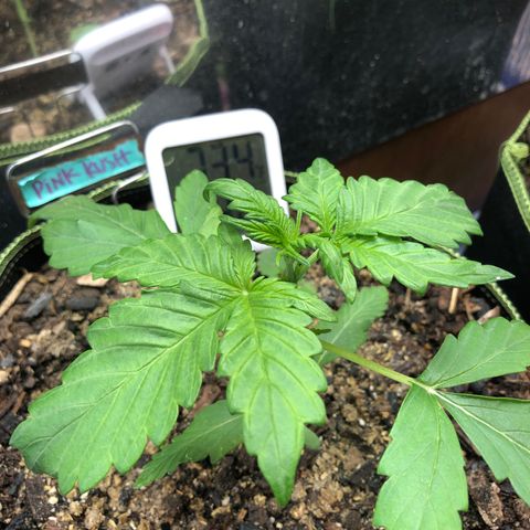 Pink kush CBD auto 🌸💞🌷🐷👙🦩 growlog timeline photo