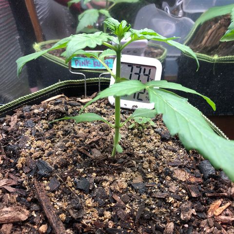 Pink kush CBD auto 🌸💞🌷🐷👙🦩 growlog timeline photo