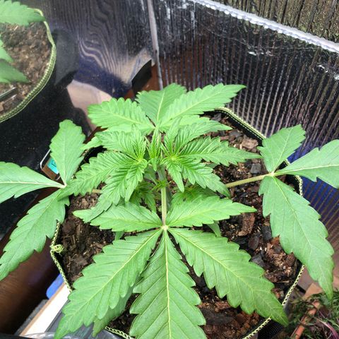 Bruce Banner auto 💪💚🌳👒🦚 growlog timeline photo