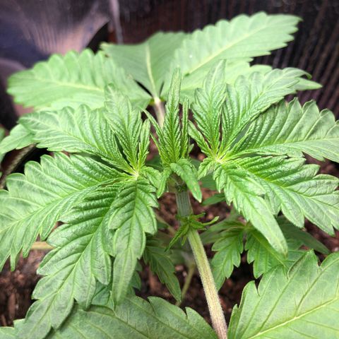 Bruce Banner auto 💪💚🌳👒🦚 growlog timeline photo