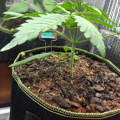 Bruce Banner auto 💪💚🌳👒🦚 growlog timeline photo