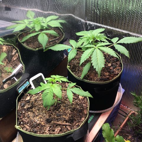 Bruce Banner auto 💪💚🌳👒🦚 growlog timeline photo