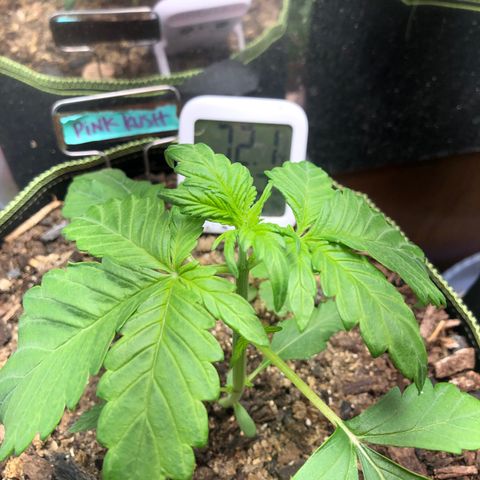 Pink kush CBD auto 🌸💞🌷🐷👙🦩 growlog timeline photo