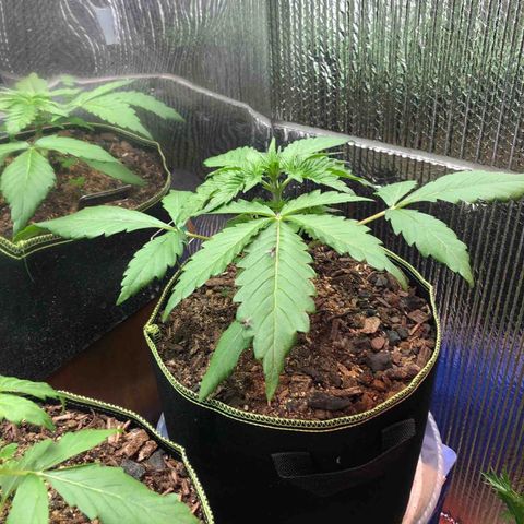 Bruce Banner auto 💪💚🌳👒🦚 growlog timeline photo