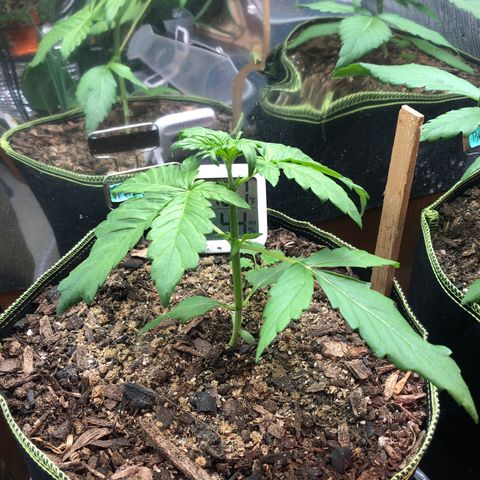 Pink kush CBD auto 🌸💞🌷🐷👙🦩 growlog timeline photo