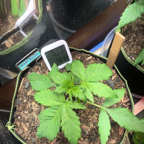 Pink kush CBD auto 🌸💞🌷🐷👙🦩 growlog timeline photo
