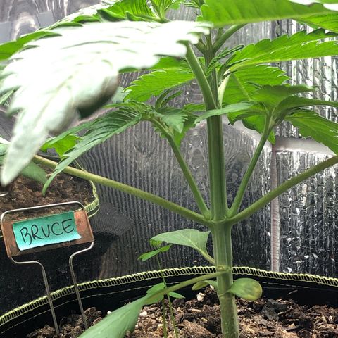 Bruce Banner auto 💪💚🌳👒🦚 growlog timeline photo