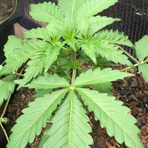 Bruce Banner auto 💪💚🌳👒🦚 growlog timeline photo