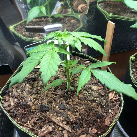 Pink kush CBD auto 🌸💞🌷🐷👙🦩 growlog timeline photo