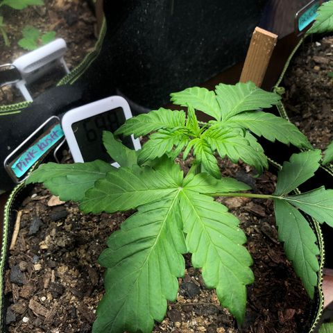 Pink kush CBD auto 🌸💞🌷🐷👙🦩 growlog timeline photo