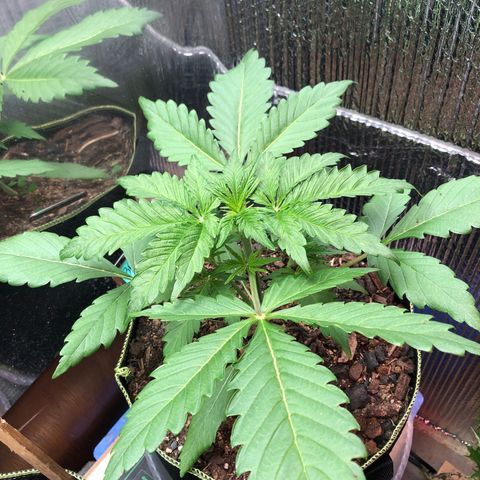 Bruce Banner auto 💪💚🌳👒🦚 growlog timeline photo