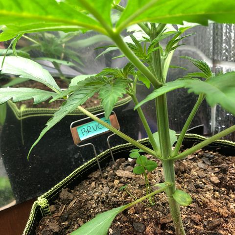 Bruce Banner auto 💪💚🌳👒🦚 growlog timeline photo