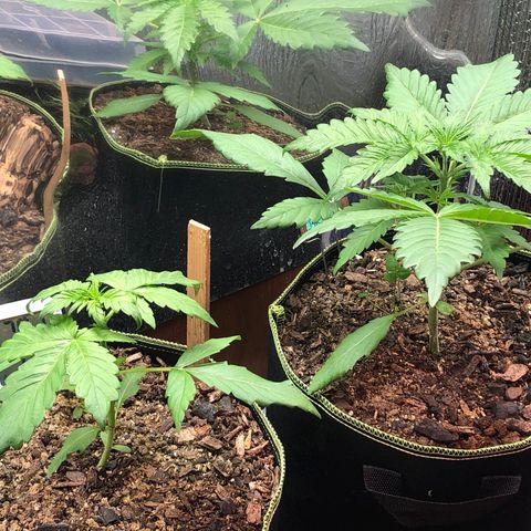 Bruce Banner auto 💪💚🌳👒🦚 growlog timeline photo