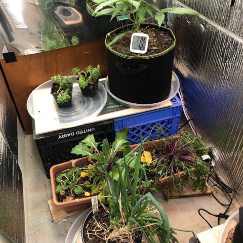 Bruce Banner auto 💪💚🌳👒🦚 growlog timeline photo