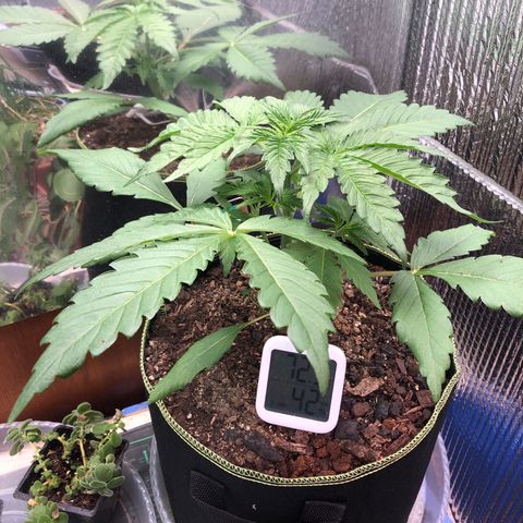 Bruce Banner auto 💪💚🌳👒🦚 growlog timeline photo
