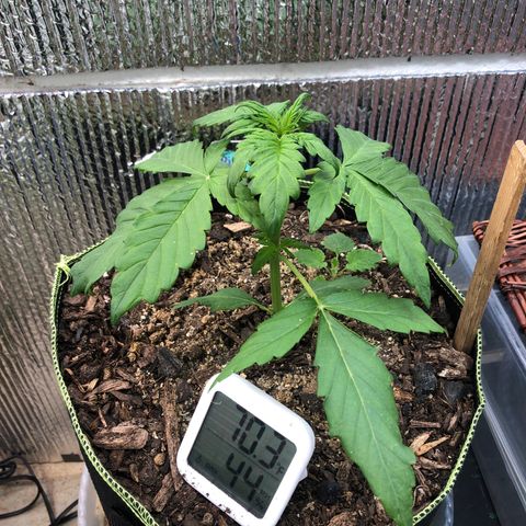 Pink kush CBD auto 🌸💞🌷🐷👙🦩 growlog timeline photo