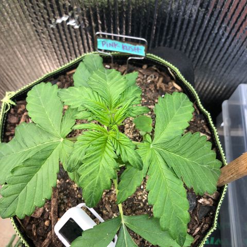 Pink kush CBD auto 🌸💞🌷🐷👙🦩 growlog timeline photo