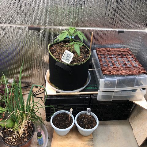 Pink kush CBD auto 🌸💞🌷🐷👙🦩 growlog timeline photo