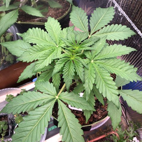 Bruce Banner auto 💪💚🌳👒🦚 growlog timeline photo