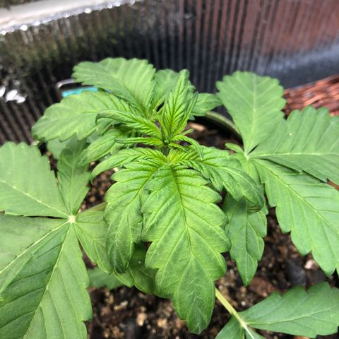 Pink kush CBD auto 🌸💞🌷🐷👙🦩 growlog timeline photo