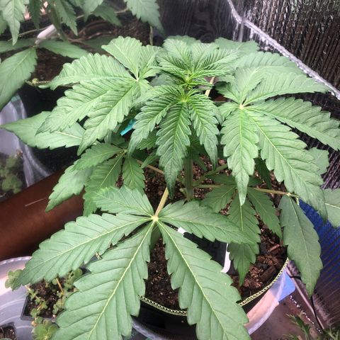 Bruce Banner auto 💪💚🌳👒🦚 growlog timeline photo