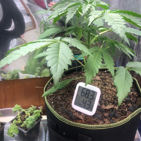 Bruce Banner auto 💪💚🌳👒🦚 growlog timeline photo