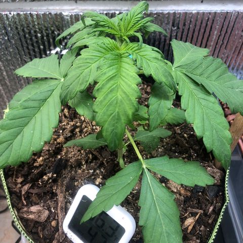 Pink kush CBD auto 🌸💞🌷🐷👙🦩 growlog timeline photo